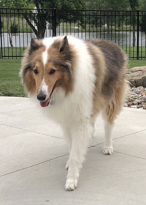 cat,dog,house sitting,Overland Park,kansas,johnson County,Olathe,Leawood,rates,older,pets,near,me,Stilwell,Blue Valley,Shawnee,pets,security,watch,Newfoundland,collie,mut,golden,lab,home,vacation